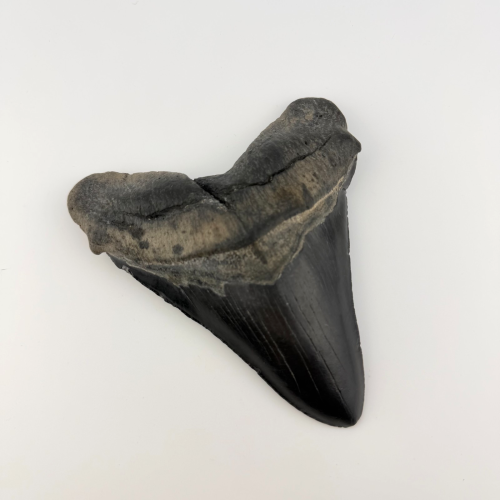Authentic 6.5" Fossil Megalodon Shark Tooth - Giant Rare Prehistoric Predator Authentic 6.5" Fossil Megalodon Shark Tooth - Giant Rare Prehistoric Predator