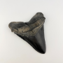 Authentic 6.5" Fossil Megalodon Shark Tooth - Giant Rare Prehistoric Predator