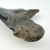 Authentic 6.5" Fossil Megalodon Shark Tooth - Giant Rare Prehistoric Predator