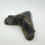 Authentic 6.5" Fossil Megalodon Shark Tooth - Giant Rare Prehistoric Predator
