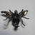 Antique 6 Legged Mosquito Designed w/Blue/GREEN Color Red Ruby Eye Brooch 925