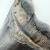 Authentic 6.5" Fossil Megalodon Shark Tooth - Giant Rare Prehistoric Predator