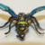 Antique 6 Legged Mosquito Designed w/Blue/GREEN Color Red Ruby Eye Brooch 925