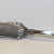Antique Designed Solid Sterling Silver, Cheese Knife. 7 Inches