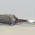 Antique Designed Solid Sterling Silver, Cheese Knife. 7 Inches