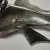 Antique Sterling Silver Designed Gems Faced Blue Multicolor Fish / 1 Ruby Eye  