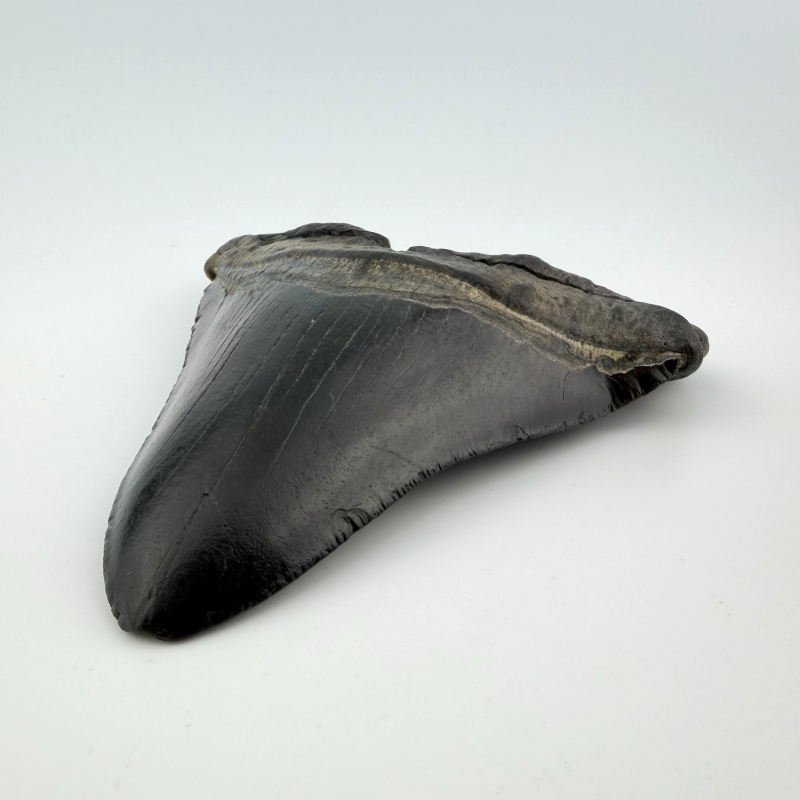 Authentic 6.5" Fossil Megalodon Shark Tooth - Giant Rare Prehistoric Predator