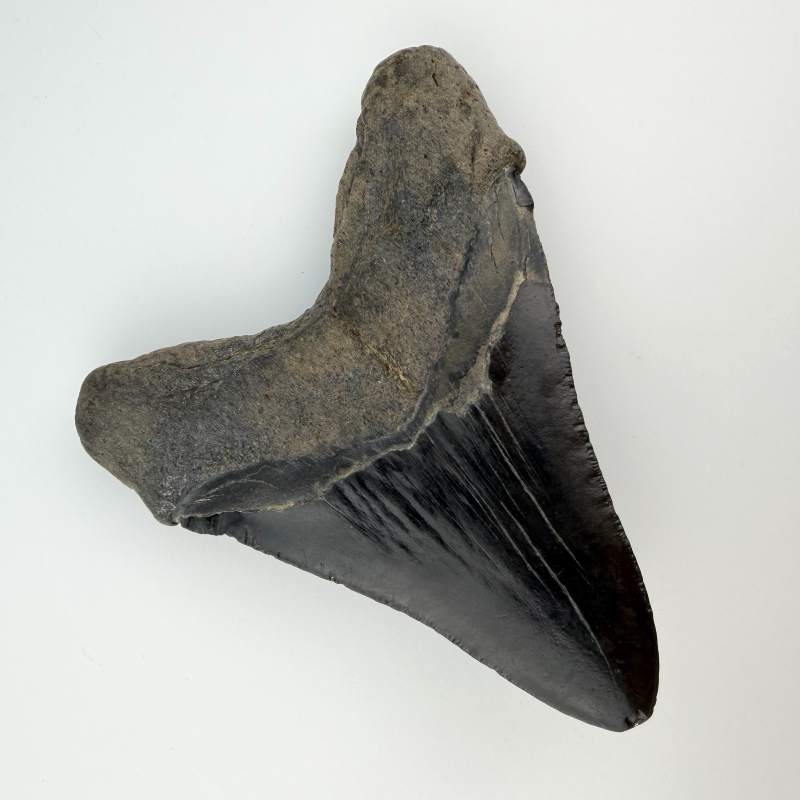 Authentic 6.5" Fossil Megalodon Shark Tooth - Giant Rare Prehistoric Predator